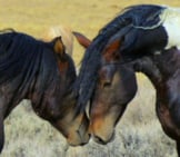 Wild Mustangs Meeting On A Wyoming Prairiephoto By: Steppinstars From Pixabayhttps://Pixabay.com/Photos/Wild-Horses-Wyoming-Wild-Mustangs-70249/