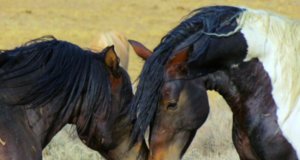 Wild Mustangs meeting on a Wyoming prairiePhoto by: Steppinstars from Pixabayhttps://pixabay.com/photos/wild-horses-wyoming-wild-mustangs-70249/
