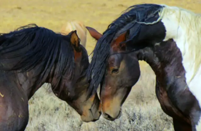 Wild Mustangs meeting on a Wyoming prairiePhoto by: Steppinstars from Pixabayhttps://pixabay.com/photos/wild-horses-wyoming-wild-mustangs-70249/