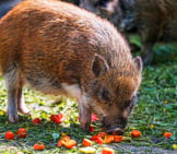 Brown Pig Eating Tomatoes Photo By: Tambako The Jaguar Https://Creativecommons.org/Licenses/By-Nd/2.0/ 