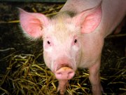 A handsome pig posing for a picPhoto by: Nick Saltmarshhttps://creativecommons.org/licenses/by-nd/2.0/