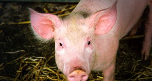 A handsome pig posing for a picPhoto by: Nick Saltmarshhttps://creativecommons.org/licenses/by-nd/2.0/