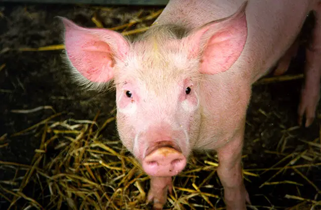 pig-description-habitat-image-diet-and-interesting-facts