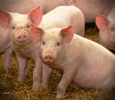Pigs Photo By: K-State Research And Extension Https://Creativecommons.org/Licenses/By-Nd/2.0/ 