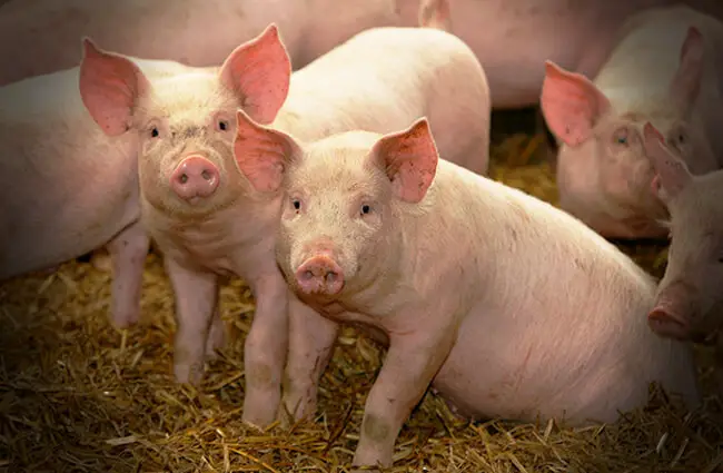 Pigs Photo by: K-State Research and Extension https://creativecommons.org/licenses/by-nd/2.0/ 