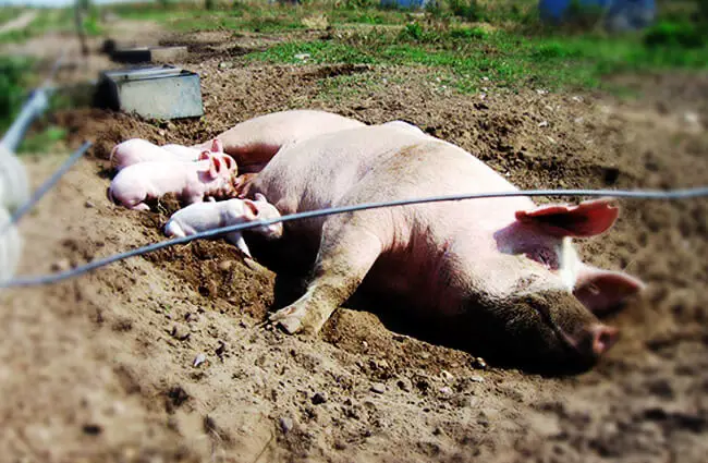 Свинья-мать (известная как &quot;свиноматка&quot;) кормит себя поросята Фото: Пер Джон https://creativecommons.org/licenses/by-nd/2.0/