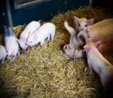 Piglets At The Farm Photo By: Neil Turner Https://Creativecommons.org/Licenses/By-Nd/2.0/ 