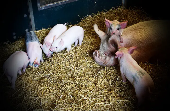 Piglets at the farm Photo by: Neil Turner https://creativecommons.org/licenses/by-nd/2.0/ 