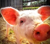 Closeup Of A Pigphoto By: Joshua Berryhttps://Creativecommons.org/Licenses/By-Nd/2.0/