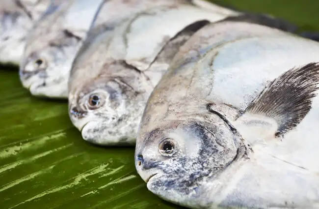Black Pomfret fish laid out on a banana leaf Photo by: (c) singhanart www.fotosearch.com