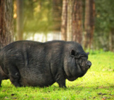 Pot Bellied Dwarf Pig In A Forestphoto By: Andrea Stöckel-Kowall From Pixabayhttps://Pixabay.com/Photos/Pot-Bellied-Pig-Dwarf-Pig-4641246/