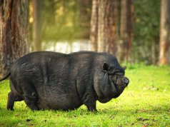 Pot Bellied Dwarf Pig in a forestPhoto by: Andrea Stöckel-Kowall from Pixabayhttps://pixabay.com/photos/pot-bellied-pig-dwarf-pig-4641246/