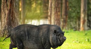 Pot Bellied Dwarf Pig in a forestPhoto by: Andrea Stöckel-Kowall from Pixabayhttps://pixabay.com/photos/pot-bellied-pig-dwarf-pig-4641246/