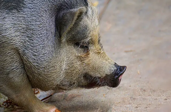 Closeup of a Pot Belly Pig Photo by: Susanne Jutzeler, suju-foto from Pixabay https://pixabay.com/photos/pot-bellied-pig-pig-domestic-pig-2698053/ 