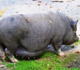 Pot Belly Pig Sow In The Yard Photo By: Susanne Jutzeler, Suju-Foto From Pixabay Https://Pixabay.com/Photos/Pot-Bellied-Pig-Pig-Domestic-Pig-2698045/ 