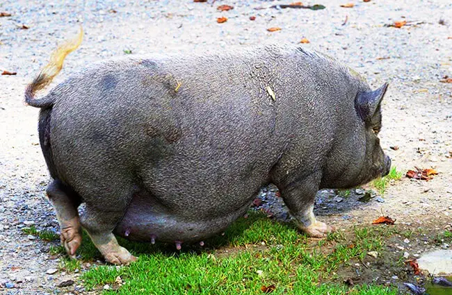 Pot Belly Pig sow in the yard Photo by: Susanne Jutzeler, suju-foto from Pixabay https://pixabay.com/photos/pot-bellied-pig-pig-domestic-pig-2698045/ 