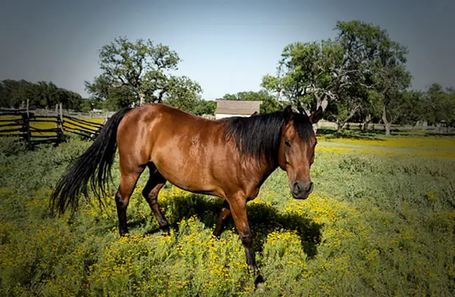 Мерин на четверть лошади на пастбище на ранчо Фото: skeeze с Pixabay https://pixabay.com/photos/четверть-лошадь-ранчо-сельское хозяйство-754719/