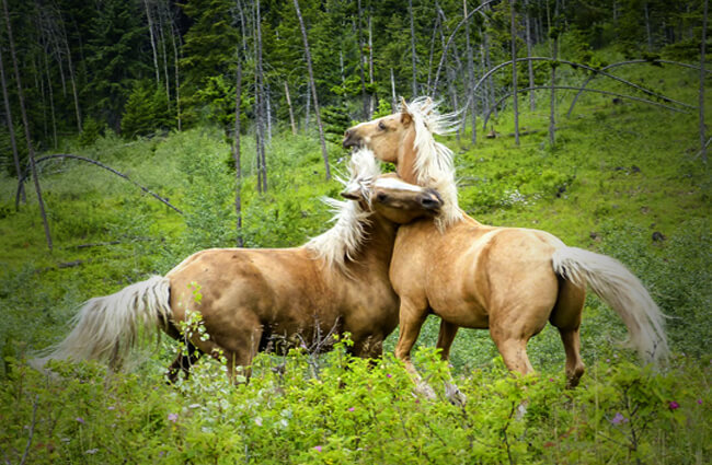 A pair of palomino Quarter Horses wrestling Photo by: ArtTower from Pixabay https://pixabay.com/photos/quarter-horse-fighting-mammal-532956/ 