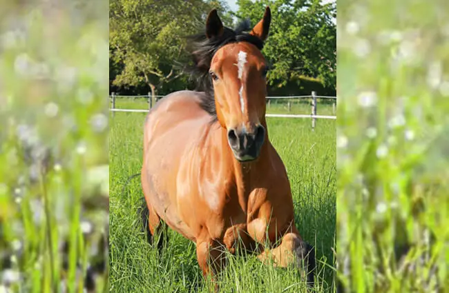 Closeup of a beautiful Quarter Horse Photo by: Elke Stürznickel from Pixabay https://pixabay.com/photos/horse-quarter-horse-pferdeportrait-2752732/ 