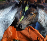 A Pair Of Blue Roan Quarter Horses Greeting One Another Photo By: Wayne Decker From Pixabay Https://Pixabay.com/Photos/Horse-Filly-Blue-Roan-Friends-Kiss-4562199/ 