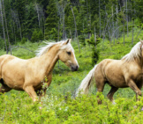 Palomino Quarter Horses In A Field Photo By: Arttower From Pixabay Https://Pixabay.com/Photos/Quarter-Horses-Mammal-Animal-Meadow-3687379/ 