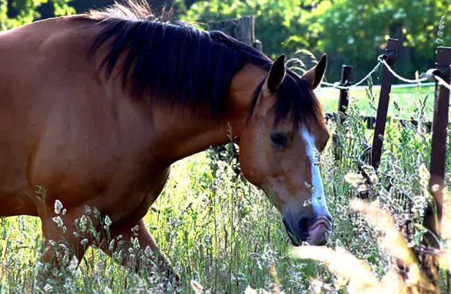 красивый гнедой квотерхорсФото: Elke Stürznickel с Pixabayhttps://pixabay.com/photos/horse-weidend-graze-meadow-pasture-2759673/