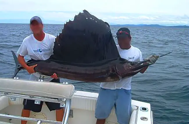  large Sailfish catch off the coast of Nicaragua Photo by: michael.stockton https://creativecommons.org/licenses/by/2.0/ 