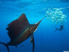 Sailfish hunting sardinesPhoto by: Rodrigo Friscione / NOAA's National Ocean Service [public domain]https://creativecommons.org/licenses/by/2.0/
