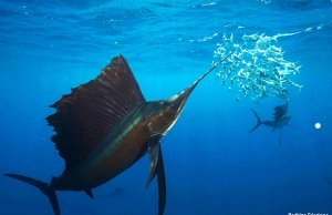 Sailfish hunting sardinesPhoto by: Rodrigo Friscione / NOAA's National Ocean Service [public domain]https://creativecommons.org/licenses/by/2.0/