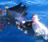 Sailfish Photo By: Anonymous Unknown Author Cc By-Sa Https://Creativecommons.org/Licenses/By-Sa/3.0 