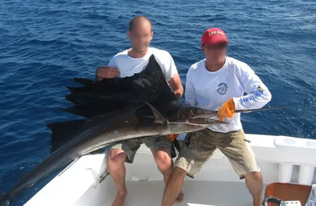  Sailfish catch Photo by: Anonymous Unknown author CC BY-SA https://creativecommons.org/licenses/by-sa/3.0 