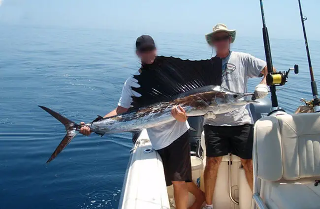Two men holding a fresh-caught Sailfish Photo by: WIDTTF / CC BY-SA https://creativecommons.org/licenses/by-sa/2.0