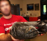 Researchers Are Analyzing This Snakehead Fish Photo By: Simon Fraser University - Communications &Amp; Marketing Https://Creativecommons.org/Licenses/By/2.0/ 