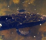A Snakehead In The Murky Waters They Love Photo By: Jiwasz Https://Creativecommons.org/Licenses/By/2.0/ 