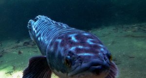 Giant SnakeheadPhoto by: Schristiahttps://creativecommons.org/licenses/by/2.0/