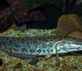 Snakehead In An Aquarium Photo By: Brian Gratwicke Https://Creativecommons.org/Licenses/By/2.0/ 