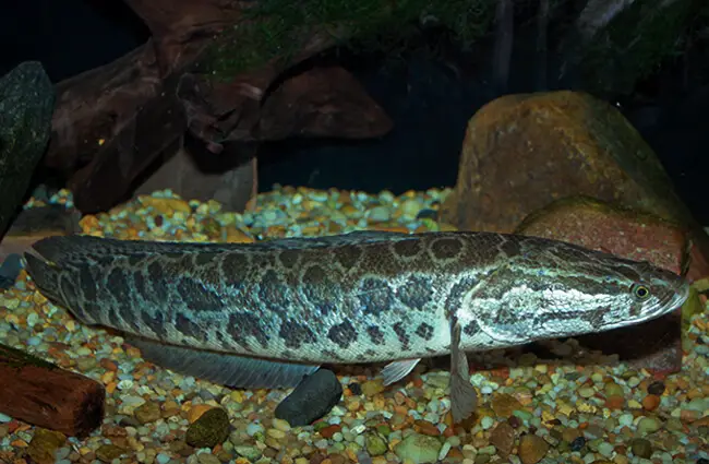 Snakehead in an aquarium Photo by: Brian Gratwicke https://creativecommons.org/licenses/by/2.0/ 
