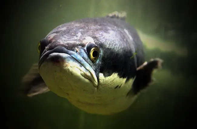 Closeup of a Brown Snakehead Photo by: zoosnow from Pixabay https://creativecommons.org/licenses/by/2.0/ 