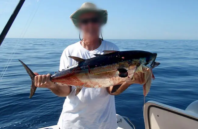 Fisherman showing off his fresh-caught Blackfin Tuna Photo by: WIDTTF https://creativecommons.org/licenses/by/2.0/ 