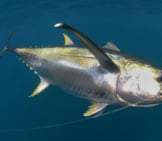 Yellowfin Tuna Hooked By A Fishermanphoto By: (C) Ftlaudgirl Www.fotosearch.com