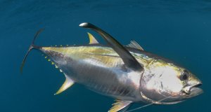 Yellowfin Tuna hooked by a fishermanPhoto by: (c) ftlaudgirl www.fotosearch.com