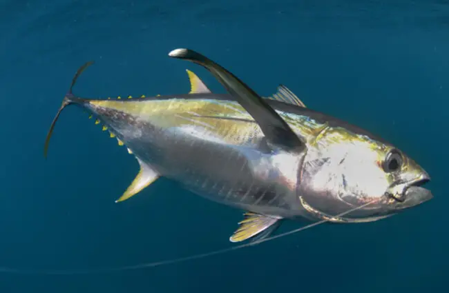Желтоперый тунец пойман рыбаком на крючокФото: (c) ftlaudgirl www.fotosearch.com