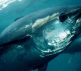 Bluefin Tuna Photo By: (C) Whitepointer Www.fotosearch.com