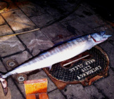 This Wahoo Was Caught In The Gulf Of Mexico Noaa/Nmfs/Sefsc Pascagoula Laboratory; Collection Of Brandi Noble [Public Domain]