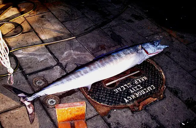 This Wahoo was caught in the Gulf of Mexico NOAA/NMFS/SEFSC Pascagoula Laboratory; Collection of Brandi Noble [Public domain]