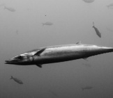 Wahoo Swimming In Murky Waters Photo By: Elias Levy Https://Creativecommons.org/Licenses/By/2.0/ 