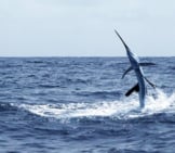 White Marlin Jumping From The Water Photo By: (C) Lunamarina Www.fotosearch.com