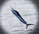 White Marlin Leaping Out Of The Waterphoto By: Dominic Sheronyhttps://Creativecommons.org/Licenses/By-Sa/2.0/