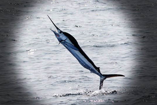 White Marlin leaping out of the waterPhoto by: Dominic Sheronyhttps://creativecommons.org/licenses/by-sa/2.0/