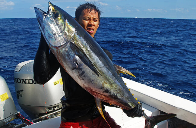 Рыболов-любитель демонстрирует свой улов желтоперого тунца. slide